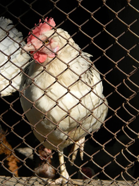 也让切尔西 也让切尔西