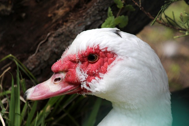 宿敌背后 宿敌背后